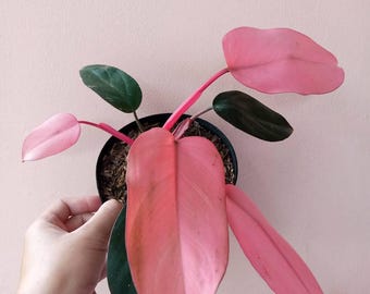 Philodendron Pink Dark Lord