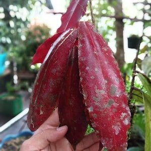 Pode incluir: Close-up de um grupo de folhas vermelho-escuro com uma superfície texturizada e veias visíveis. As folhas têm uma forma ligeiramente alongada e são salpicadas com manchas de tons mais claros de verde e cinza. O fundo está desfocado, sugerindo um ambiente externo.