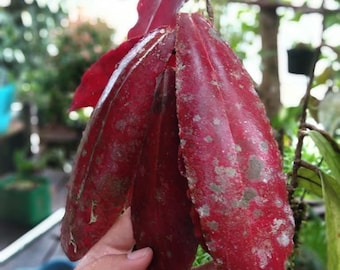 Hoya Undulata Red
