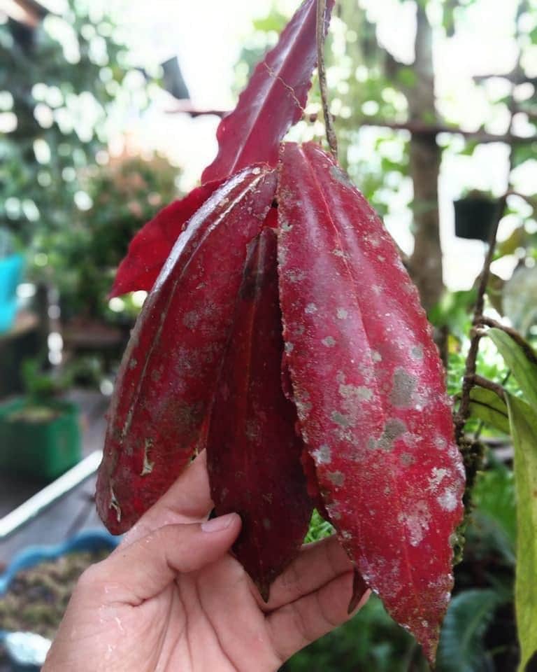 Hoya undulata - Etsy 日本