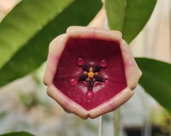 Hoya Wallichii SSP Tenebrosa