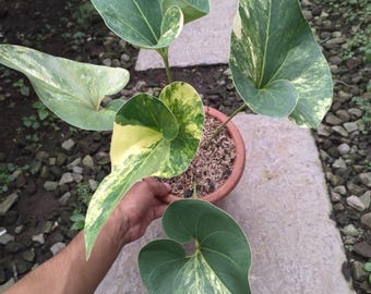 Real Picture Anthurium Brownii Variegated Mature Size Beautiful Leaves