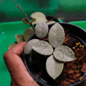 以下が含まれることがあります： 丸く斑点のある、明るい緑色の葉を持つ小さな鉢植え。植物は、濃い茶色の培養土が入った黒いプラスチックの鉢に入っています。緑色の背景に対して、手が鉢を持っています。
