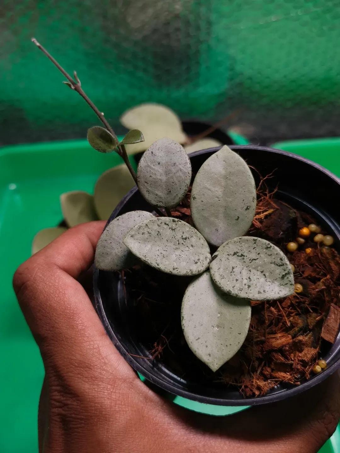 Hoya mathilde silver - Etsy 日本