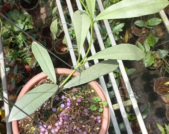 Hoya Griffithii Silber