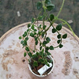 Hoya Papuana - Etsy
