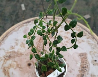 E0327 Very Rare Hoya Papuana Cutting Fully Rooted - Etsy