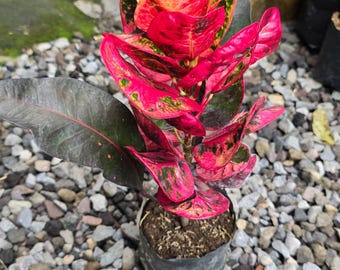 Codiaeum Variegatum Croton BR4 Real Pict