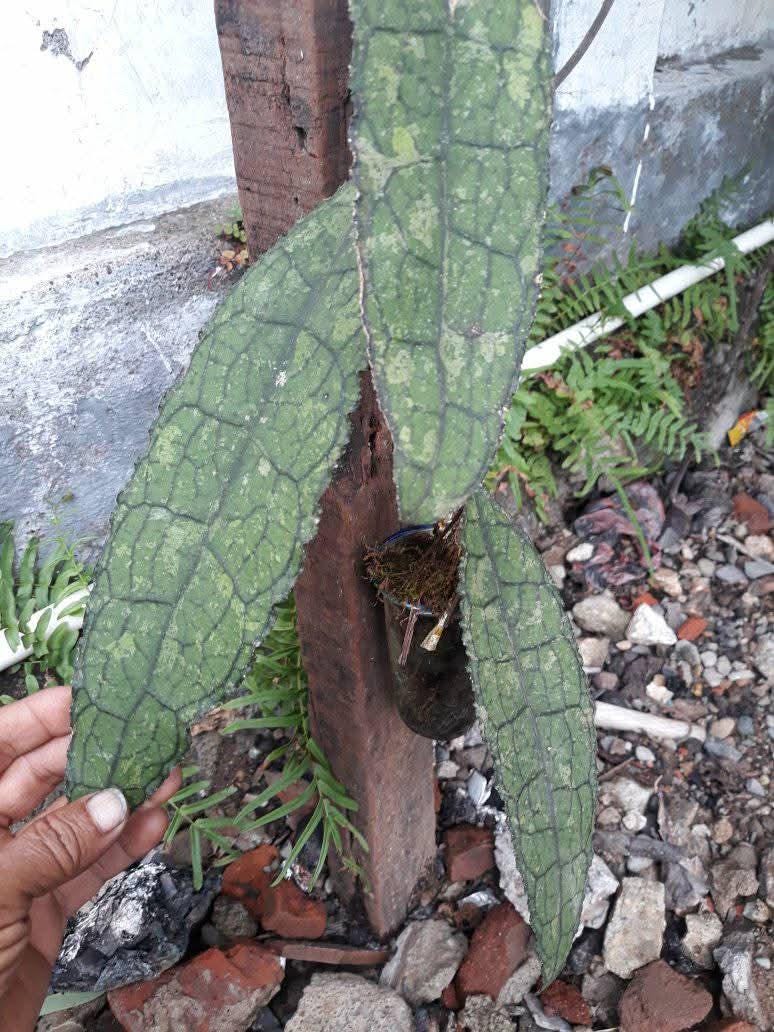 Hoya aceh - Etsy 日本