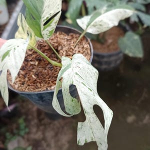 May include: A potted Monstera plant with variegated leaves. The leaves are a mix of green and white, with a speckled pattern. The plant is in a black plastic pot filled with brown mulch. The background is blurred, showing other plants.