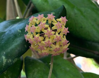 Hoya Noelle
