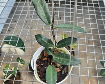 Hoya Hypolasia Sweet Flowers///phyto -cer./// - Etsy Hoya Hypolasia Sweet Flowers///phyto -cer./// - Etsy