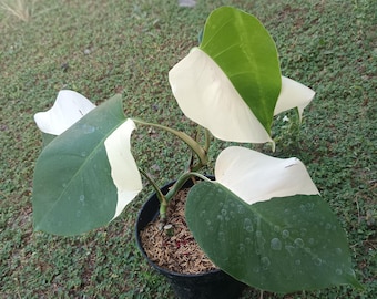 Echtes Foto Monstera Albo Halfmoon Variegated 5 Blätter.