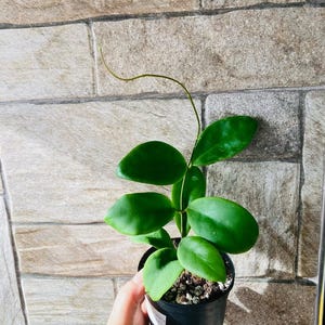 Pu&ograve; includere: Una piccola pianta in vaso con foglie verdi vibranti di forma ovale. La pianta &egrave; in un vaso nero, tenuto in mano, contro un muro di mattoni strutturato e di colore chiaro. Un lungo e sottile stelo si estende dalla pianta.