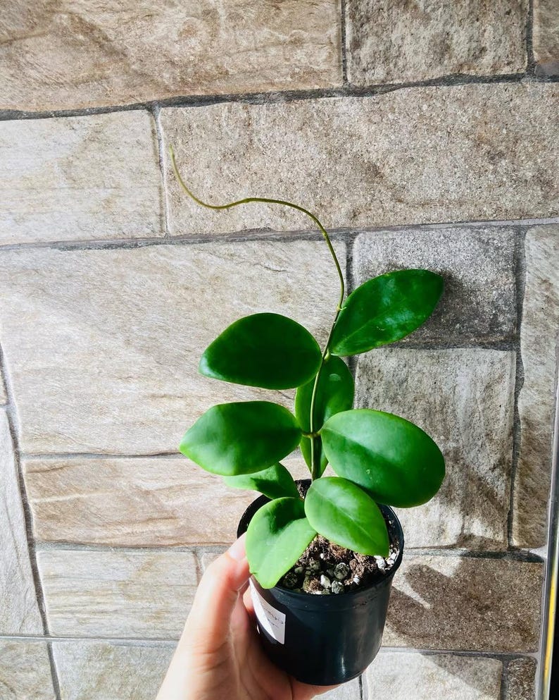 Pu&ograve; includere: Una piccola pianta in vaso con foglie verdi vibranti di forma ovale. La pianta &egrave; in un vaso nero, tenuto in mano, contro un muro di mattoni strutturato e di colore chiaro. Un lungo e sottile stelo si estende dalla pianta.