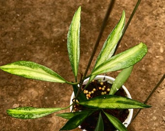 Hoya Tsangii Inner Variegated