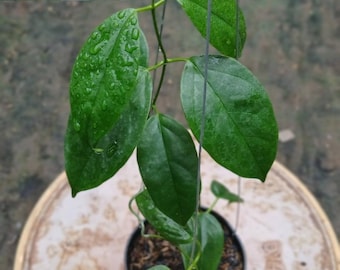 Hoya Halconensis Echte Pict