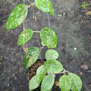 May include: A hanging Hoya plant with vibrant green leaves speckled with white. The plant is in a black pot and suspended by thin wires. The background is a dark, earthy surface.