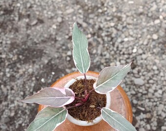 Echtes Foto Philodendron Pink Rose Variegated