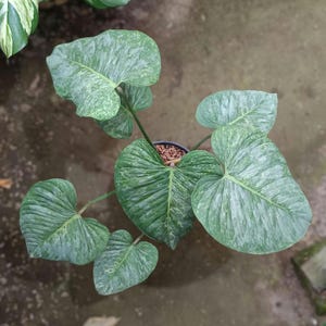 Puede incluir: Vista superior de una planta en maceta con hojas grandes en forma de corazón. Las hojas muestran una mezcla de variegación verde y blanca, con vetas prominentes. La planta está en una maceta negra, sobre un fondo de hormigón.
