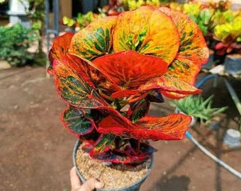 Codiaeum Variegatum Croton Apfel Tiwuk Orange