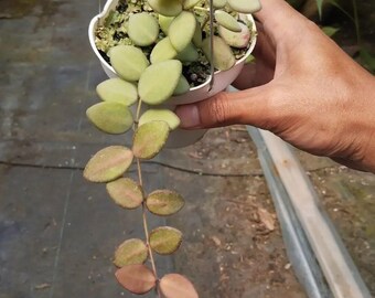Hoya Sp Aff Burtoniae
