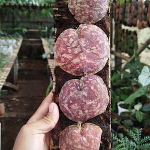 May include: Four heart-shaped plants with a burgundy and cream mottled pattern are displayed vertically. They are mounted on a rectangular wooden base with dark brown soil. The background shows a greenhouse setting.