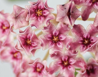 Hoya Tomataensis Sp Sulawesi
