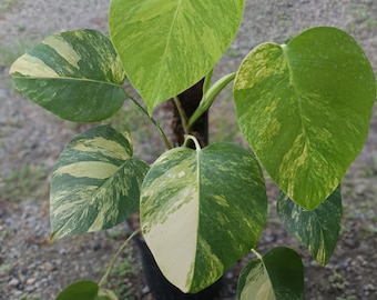 Monstera Marmorata Aurea Yellow Variegated 9 Leaves Real Picture