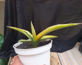 Sansevieria Perotti Planta De Serpiente Rara Abigarrada