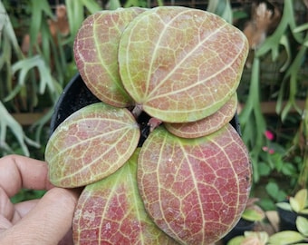 Hoya Sarawak Cremerot