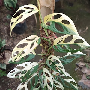 Giant Monstera Adansonii - Etsy