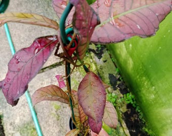 Hoya Gunung Gading Sp Lampung Super Red