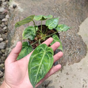 anthurium jungle Anthurium 'Jungle Bush' 6"