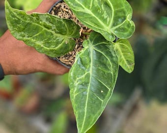 Real Picture Anthurium Hybrid Papillilaminum Variegated Mutation Rare Plant