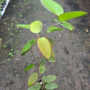 May include: A potted Hoya plant with vibrant green leaves and reddish-brown edges. The plant has a trailing vine-like structure, with a thin, wire-like support. The leaves are oval-shaped and have a glossy appearance. The plant is in a black plastic pot.