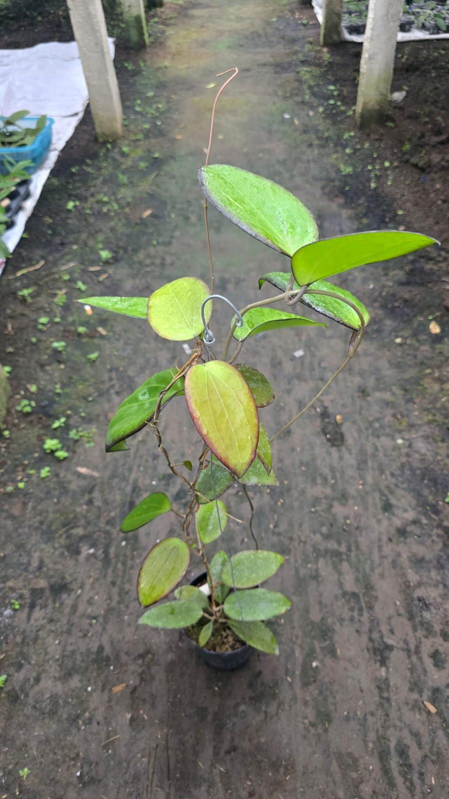 Hoya glabra - Etsy 日本