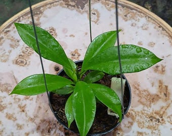 Hoya Erythrina X Hoya Occultata New Rare Hybrid Hoya Real Pict