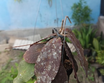 Real Picture Hoya Undulata Red Splash Sp Borneo