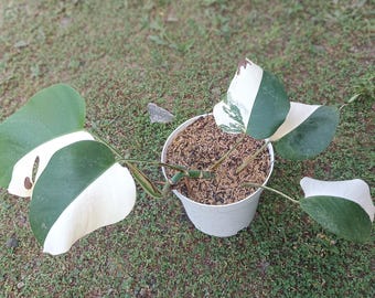 Echtes Bild Monstera Albo Halbmond 5 Blätter bunt