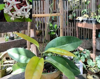 Hoya Albiflora Sp Papua