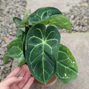 Anthurium dressleri - Etsy 日本