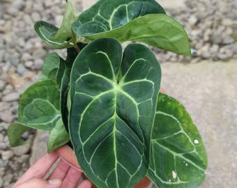 Imagen real de Anthurium Dressleri x Hoffmannii, mutación de planta rara