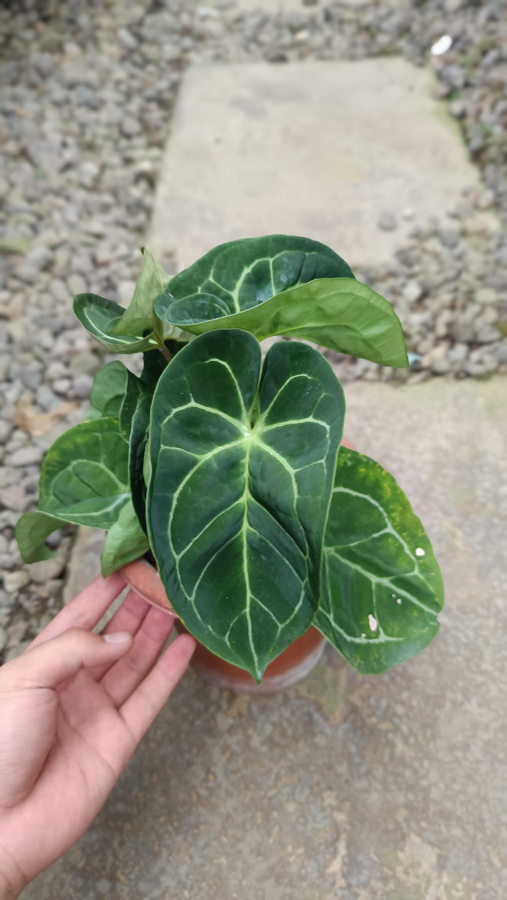 めっちゃ渋い　アンスリウム　ドレスレリ　dressleri めっちゃ渋い アンスリウム ドレスレリ dressleri めっちゃ渋い