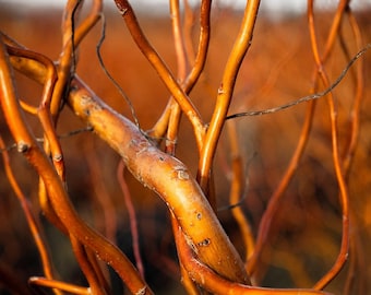 8 Kelli’s Curly Corkscrew Willow Tree Cuttings – Fast Growing Twisted Willow Starter Cuttings