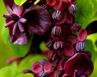 20 Chocolate Vine Seeds – Akebia quinata Five Leaf Vine Fast Growing Climbing
