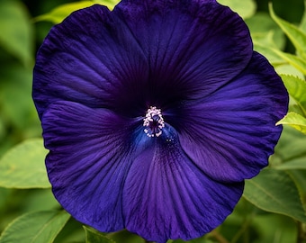 10 Dinnerplate Hibiscus Seeds – Giant Perennial Hibiscus Flower Seeds