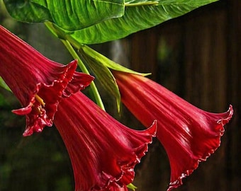 10 Candy Red Angel Trumpet Seeds – Brugmansia Datura Flower Seeds
