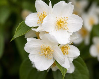 1 Sweet Mock Orange Shrub 12–24" – Philadelphus coronarius Bare Root Fragrant Shrub