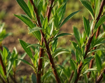 4 Dark Dicks Basket Willow Cuttings – Salix purpurea Fast Growing Willow Starter